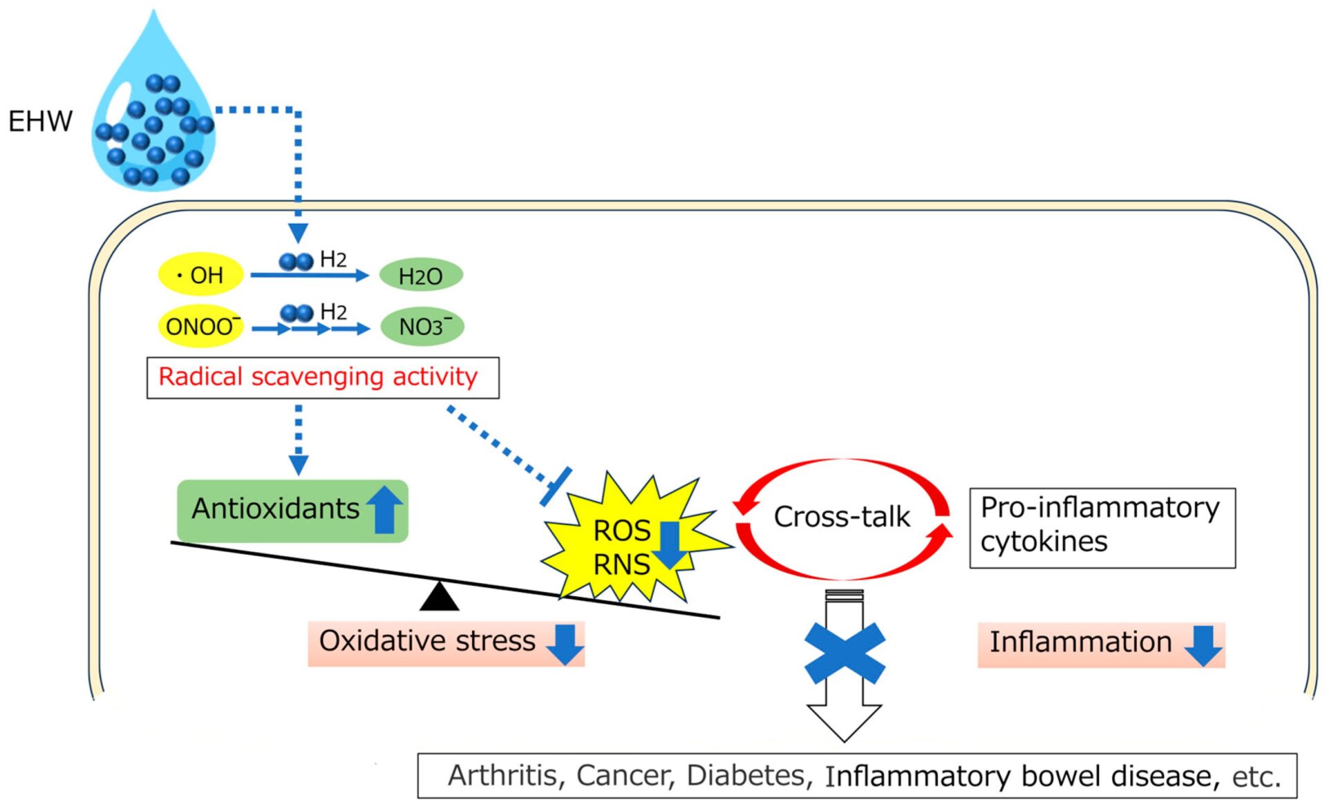 Diagram showing EHW increasing antioxidants, reducing ROS/RNS, lowering oxidative stress and inflammation, and potentially benefiting conditions like arthritis and inflammatory bowel disease.