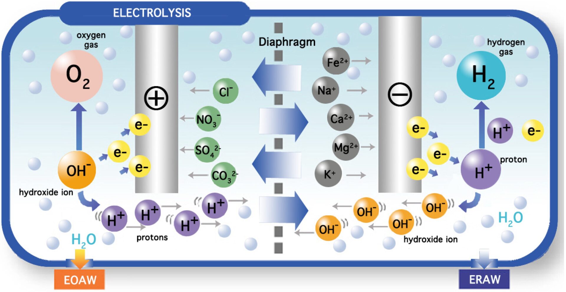 Diagram of electrolysis showing movement of ions and electrons, production of oxygen and hydrogen gases, and separation by a diaphragm.